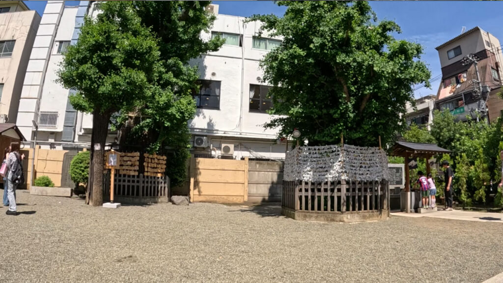 天祖神社の境内、大きなイチョウの木